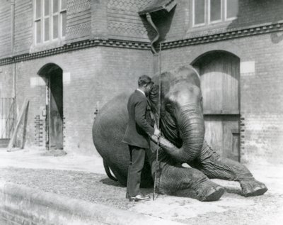 Syed Ali, trénující indiarani před Elephant House, Londýnská zoo, srpen 1923 (černobílá fotografie) od Frederick William Bond