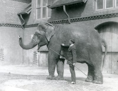 Syed Ali, trénující indiarani před Elephant House, Londýnská zoo, srpen 1923 (černobílá fotografie) od Frederick William Bond