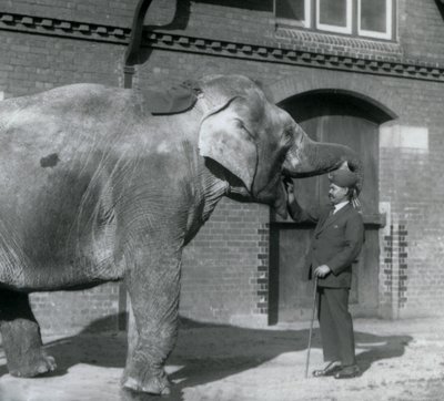 Syed Ali trénuje indiarani před domem slonů, londýnská zoo, říjen 1925 od Frederick William Bond
