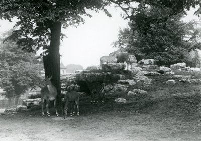 ElandAntelope Paddock v londýnské zoo v roce 1924 od Frederick William Bond