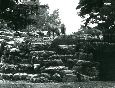 ElandAntelope Paddock v londýnské zoo v červnu 1924 od Frederick William Bond