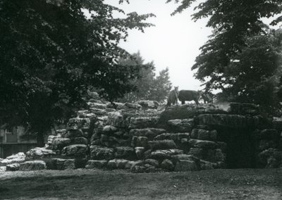 ElandAntelope Paddock v londýnské zoo v červnu 1924 od Frederick William Bond