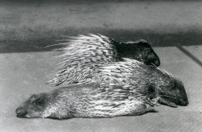 Three Cape South African Porcupines, London Zoo, 1925 od Frederick William Bond