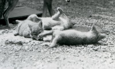 Tři kojotí mláďata válející se po zemi u matčiných nohou, londýnská zoo od Frederick William Bond