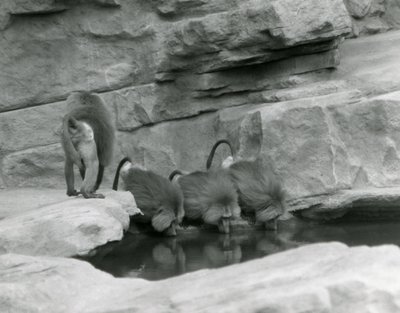 Tři posvátní paviáni pijí z bazénu ve svém skalnatém výběhu, zatímco čtvrtý jde pryč, Londýnská zoo, červen 1925 od Frederick William Bond