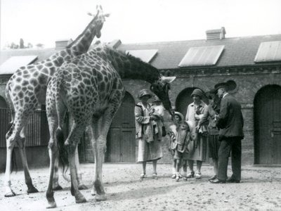 Tři dámy se třemi malými dětmi navštíví žirafu v jejich výběhu před Giraffe House, londýnská zoo, červenec 1926 od Frederick William Bond