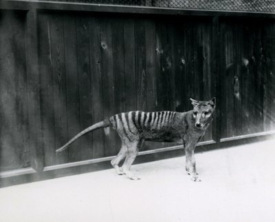 Thylacine Tasmanian Wolf v londýnské zoo, před rokem 1930 od Frederick William Bond
