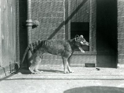 Thylacine / vlk tasmánský v londýnské zoo v srpnu 1926 (černobílá fotografie) od Frederick William Bond