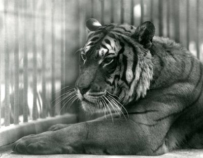 Tiger Sam v londýnské zoo, 1925 od Frederick William Bond