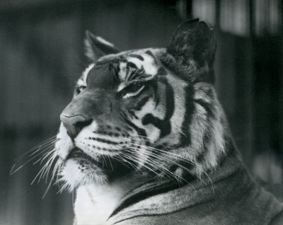 Tygřice Sally v londýnské zoo v roce 1927 od Frederick William Bond
