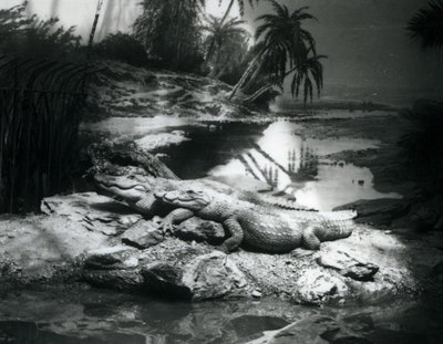 Dva aligátoři, v panoramatickém prostředí, v londýnské zoo v červnu 1927 od Frederick William Bond