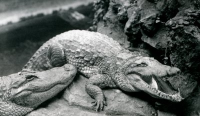 Dva američtí aligátoři v londýnské zoo, červenec 1914 od Frederick William Bond