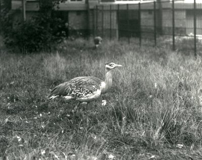 Dva dropi arabští stojící ve výběhu v londýnské zoo, září 1927 od Frederick William Bond