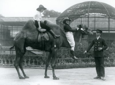 Dvě kovbojky pózují na dvoukřídlém velbloudovi, kterého drží jeho chovatel, během návštěvy londýnské zoo v roce 1924 od Frederick William Bond