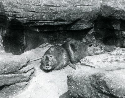Dvě nutrie odpočívající mezi kameny ve svém výběhu v londýnské zoo, duben 1925 od Frederick William Bond