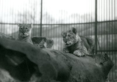 Dvě lvíčata, která se narodila ve zvěřinci, ve výběhu v londýnské zoo, duben 1924 od Frederick William Bond