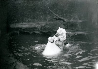 Dva lední medvědi, včetně mláděte, objímání a hraní si v bazénu v londýnské zoo, červen 1922 od Frederick William Bond