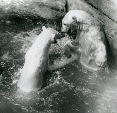 Dva lední medvědi řádí ve svém bazénu. Londýnská zoologická zahrada v roce 1926 od Frederick William Bond