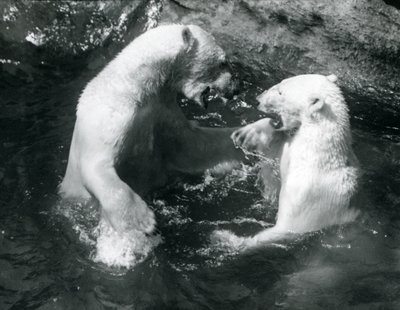 Dva lední medvědi dovádějící ve svém bazénu v londýnské zoo v roce 1926 od Frederick William Bond