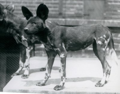 Dva somálští divocí psi v londýnské zoo, červenec 1925 od Frederick William Bond