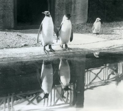 Dva dospělí tučňáci královské stojící u jejich bazénu s jejich odrazy ve vodě, londýnská zoo od Frederick William Bond
