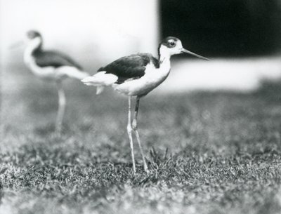 Dva černokrké chůdy stojící na trávě, London Zoo, červenec 1925 od Frederick William Bond