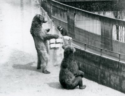 Dva medvědi hnědí, jeden stojící na zadních a jeden sedící, dívají se dolů z Mappin Terraces, London Zoo, červenec 1925 od Frederick William Bond