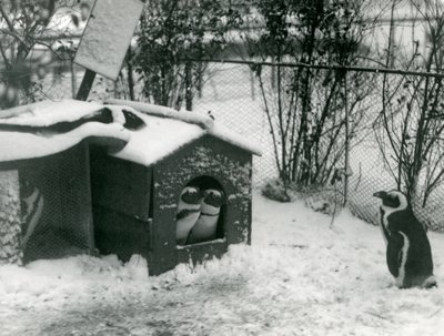 Dva ohrožení tučňáci černostopí se dívají ze své hnízdní budky ve sněhu, zatímco další se dívá, Londýnská zoo, 1924 od Frederick William Bond