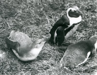 Dva mladí a jeden dospělí afričtí tučňáci černonohí, sedící a ležící na trávě, v londýnské zoo duben 1925 od Frederick William Bond