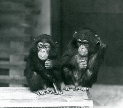 Dva mladí šimpanzi sedící na dřevěné bedně, londýnská zoo od Frederick William Bond