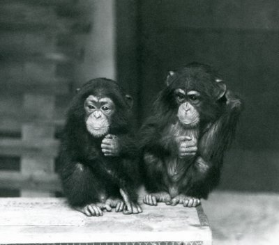 Dva mladí šimpanzi sedící na dřevěné bedně, London Zoo, 1924 od Frederick William Bond