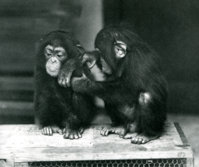 Dva mladí šimpanzi sedící na dřevěné bedně, London Zoo, 1924 od Frederick William Bond
