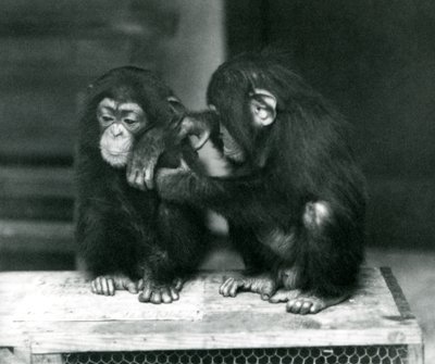 Dva mladí šimpanzi sedí na dřevěné bedně. Jeden klidně sedí, zatímco druhý si upravuje kožešinu, londýnská zoo od Frederick William Bond