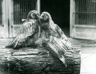 Dvě mladé sovy velké, známé také jako Laponci nebo Laponci, stojící proti sobě na kládě, Londýnská zoo, srpen 1926 (č/b foto) od Frederick William Bond