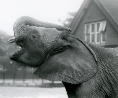 Mladý slon africký Kiberenge zvedá chobot a volá, Londýnská zoo, srpen 1925 od Frederick William Bond