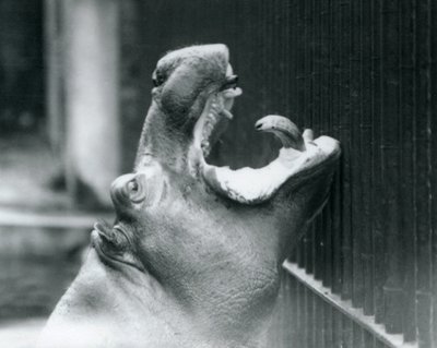 Young Hippopotamus Bobbie v londýnské zoo, 1927 od Frederick William Bond