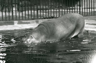 Mladý hroch Bobbie vstoupil do svého bazénu v londýnské zoo v srpnu 1927 od Frederick William Bond