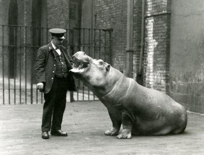 Mladý hroch Bobbie sedí u chovatele Ernieho Bowmana, Londýnská zoo, červenec 1923 (černobílá fotografie) od Frederick William Bond