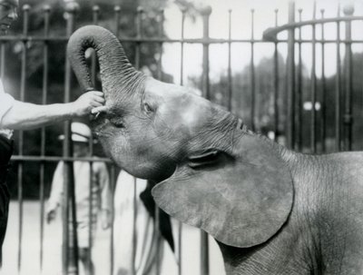 Mladá samice afrického trpasličího slona Oojah dostává pamlsek, Londýnská zoo, červenec 1925 od Frederick William Bond