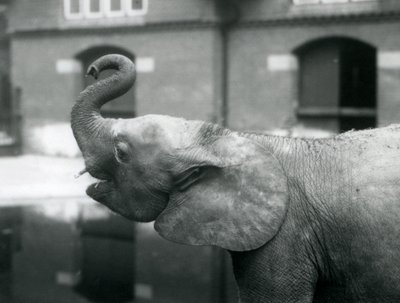 Mladá samice afrického trpasličího slona Oojah zvedající chobot v londýnské zoo, srpen 1925 od Frederick William Bond
