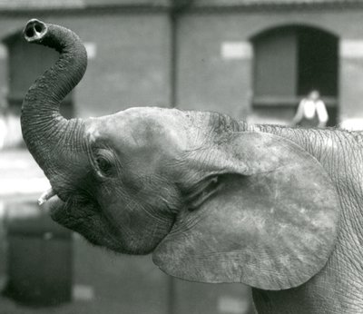 Mladá samice afrického trpasličího slona Oojah zvedající chobot v londýnské zoo, srpen 1925 od Frederick William Bond