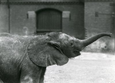Mladá samice afrických trpasličích slonů Oojah zvedá chobot pro pamlsek v londýnské zoo, červenec 1925 od Frederick William Bond