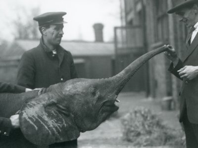 Mladá samice trpasličího afrického slona Oojah zvedá chobot pro pamlsek v londýnské zoo, červen 1925 od Frederick William Bond