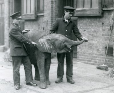 Mladá samice afrického trpasličího slona Oojah zvedá chobot pro pamlsek od svých chovatelů v londýnské zoo, duben 1925 od Frederick William Bond