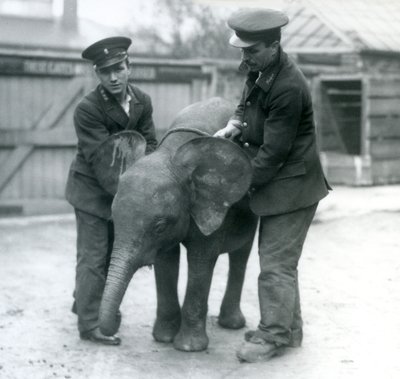 Mladá samice slona Pygmyho Oojah se dvěma chovateli v londýnské zoo v dubnu 1925 od Frederick William Bond