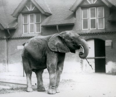 Mladý samec slona afrického Kiberenge stojící před Elephant House, London Zoo, červen 1927 od Frederick William Bond