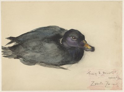 Black Scoter od Frederika Henriëtte Broeksmit