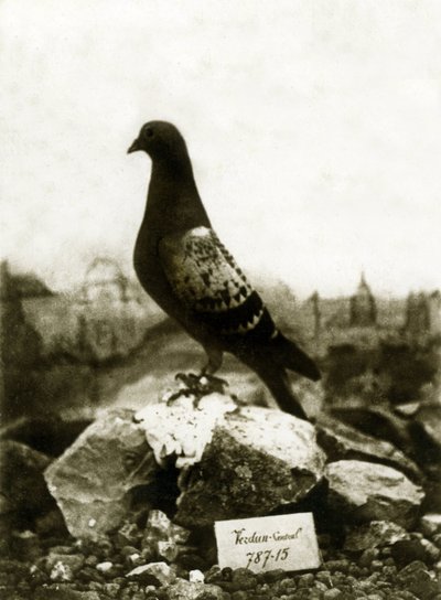 Zvířata během první světové války 1914-1918: Slavný holub Vaillant Vaillant od French Photographer