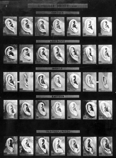 Antropometrická klasifikace a identifikace Bertillonova systému: srovnání různých typů rovných uší (laloku). sd. Konec 19. století. od French Photographer