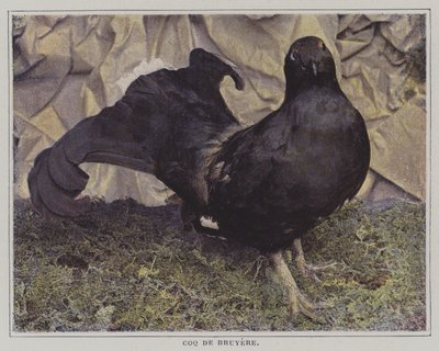 Tetřev hlušec (barevné foto) od French Photographer